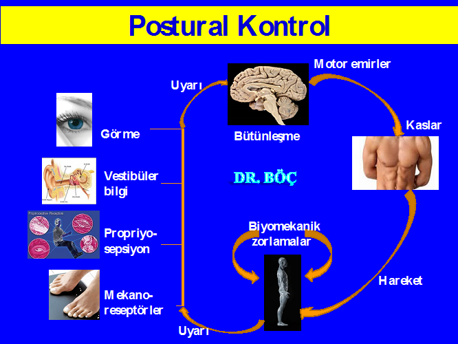 Denge Sisteminin Anatomisi
